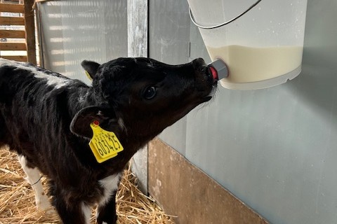 black calf drinking milk